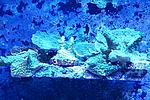  Montipora (      ) 200.  250. 