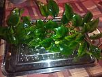 IMG 20151208 212055 (1)
