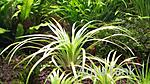 Eriocaulon Sp. Goias Itabetai