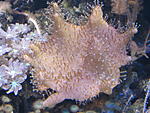 IMG 4526