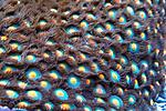 Zoanthus sp 250.       5*4
