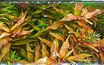 Rotala macrandra
