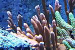 Montipora ( ) 200.   4-6  