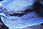 Montipora sp ( ) 200.       5*4