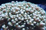 Pocillopora (   ) 200.   4-6  
