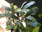 motleyana Deep Purple