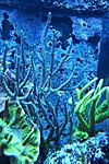 Acropora sp ( ) 300.   4-6  