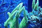 Acropora sp ( ) 350.   4-6  