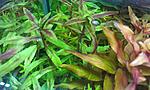 Limnophila Belem