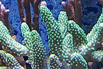 Acropora sp ( ) 350.   4-6  