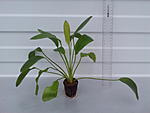 Echinodorus Yellow Son