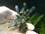 motleyana Deep Purple