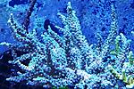 Acropora sp ( ) 350.   4-6  