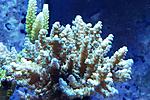Acropora sp (   ) 450.   4-6  