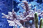 Acropora sp (  ) 300.   4-6  