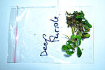 DSC 0011