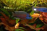 Copadichromis borleyi 'Kadango'