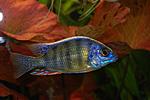 Protomelas spec. 'steveni Taiwan Reef'