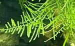 P60204 140144 1