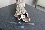 IMG 6462