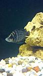 Altolamprologus calvus "black"pektoral