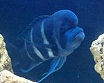 Cyphotilapia frontosa Burundi (  3)
