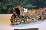 IMG 6655