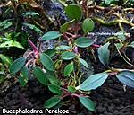 BucephalandraPenelope
