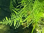 P60204 140144