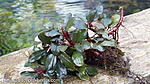 Bucephalandra Red Shot 01