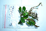 DSC 0021