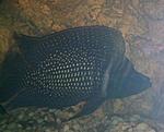 Altolamprologus calvus "black"