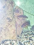 Neolamprologus Bucheri"Kamakonde"   