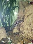 Julidochromis marlieri "Kalambo"  ...