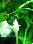  Shine Green