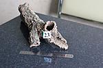 IMG 6476