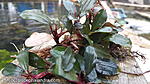 Bucephalandra Red Shot 03