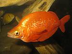  ,  ,   (Glossolepis incisus).