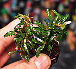DSC 5086