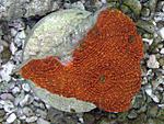 acanthastrea echinata 1