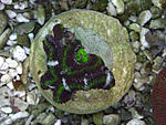 Acanthastrea lordhowensis
