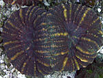 Loboph sp 2