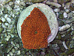 acanthastrea echinata 2