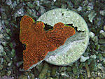 acanthastrea echinata 3