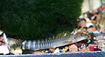 DSC00409