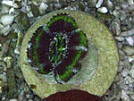Acanthastrea lordhowensis
