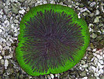 diaseris
