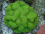 Lobofyl sp neongreen