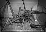 IMG 4101