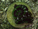 Acanthastrea lordhowensis